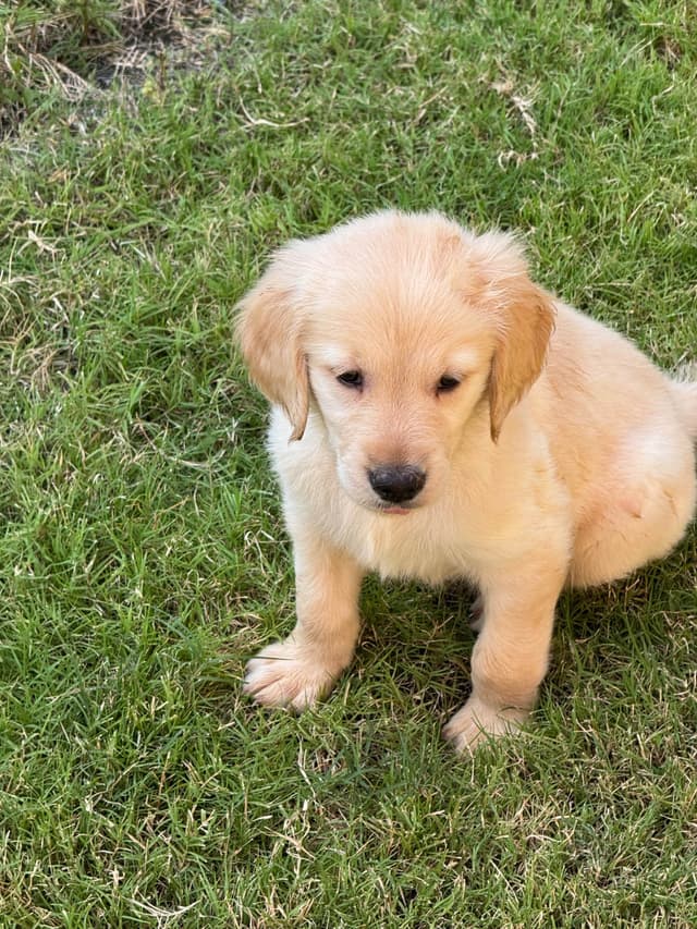 Golden Retriever Puppies media 5