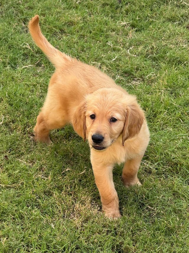 Golden Retriever Puppies media 6