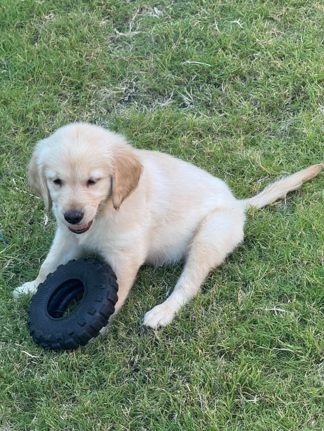 Golden Retriever Puppies media 7
