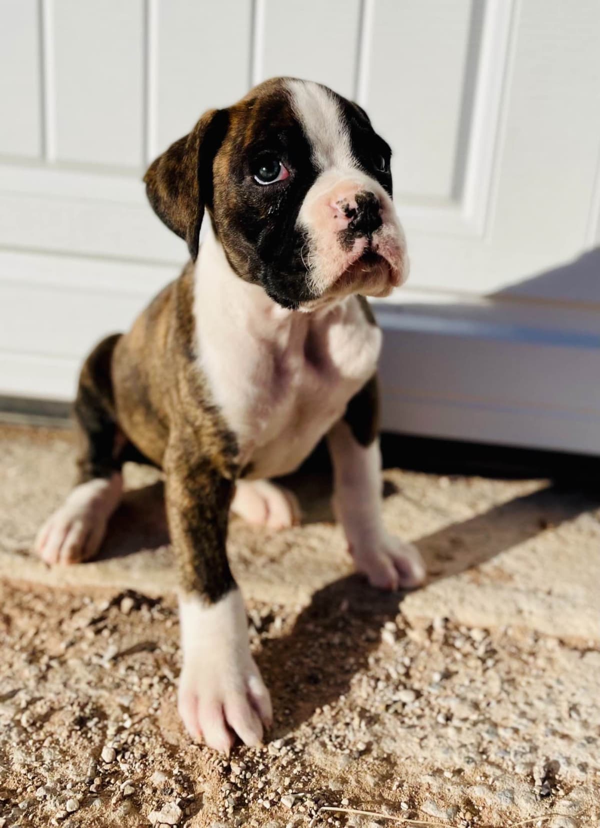 Boxer Puppies breeder image 1