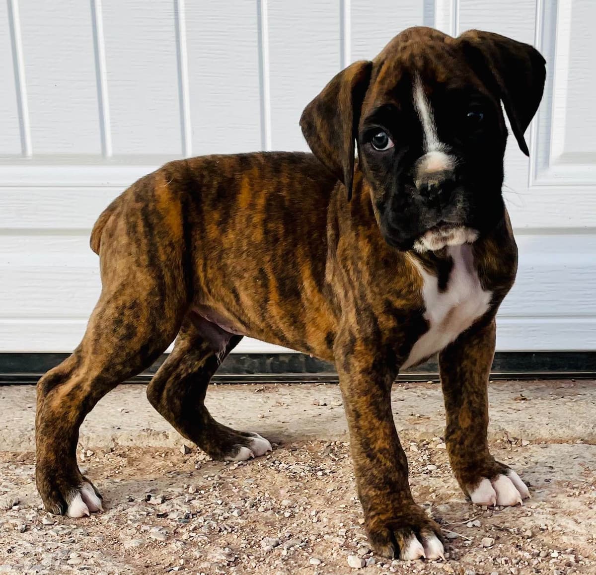 Boxer Puppies breeder image 2