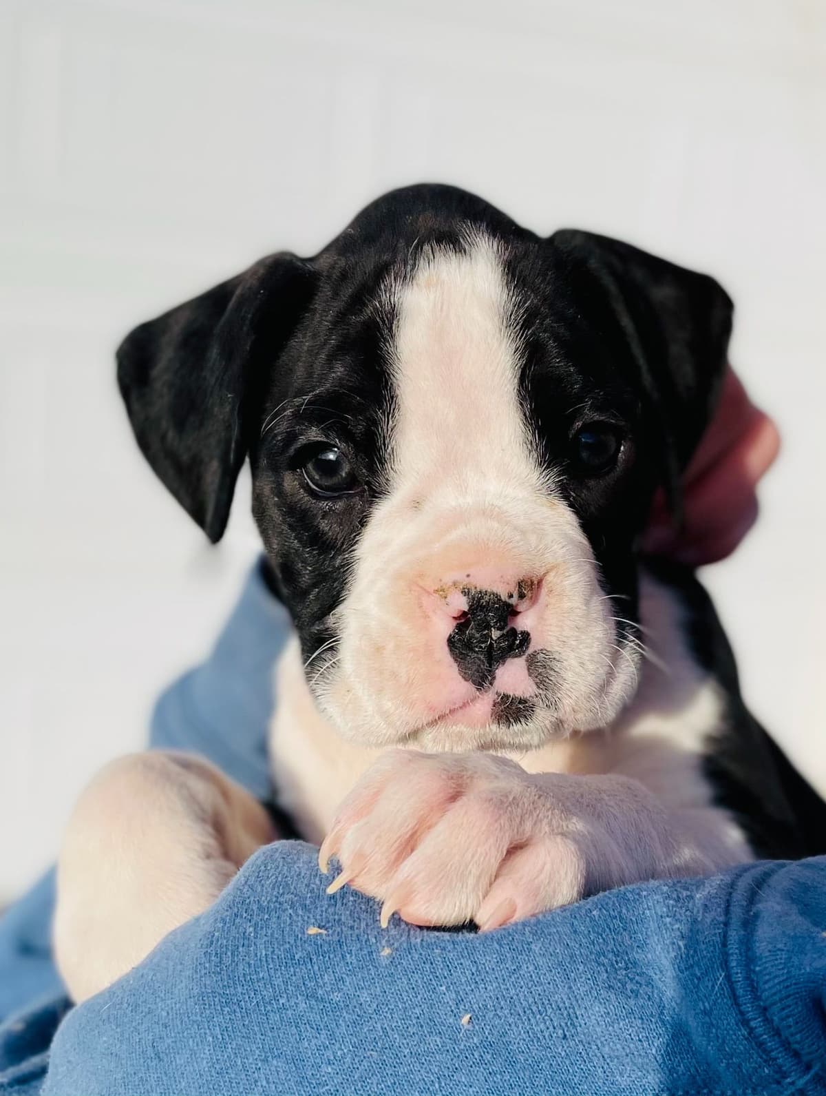 Boxer Puppies breeder image 5