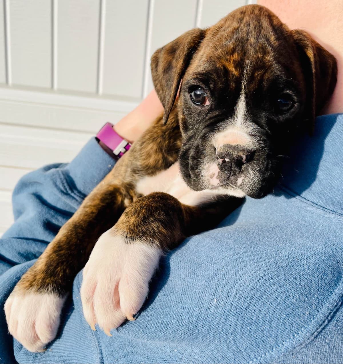 Boxer Puppies breeder image 6