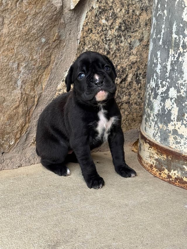 Boxer Puppies media 3