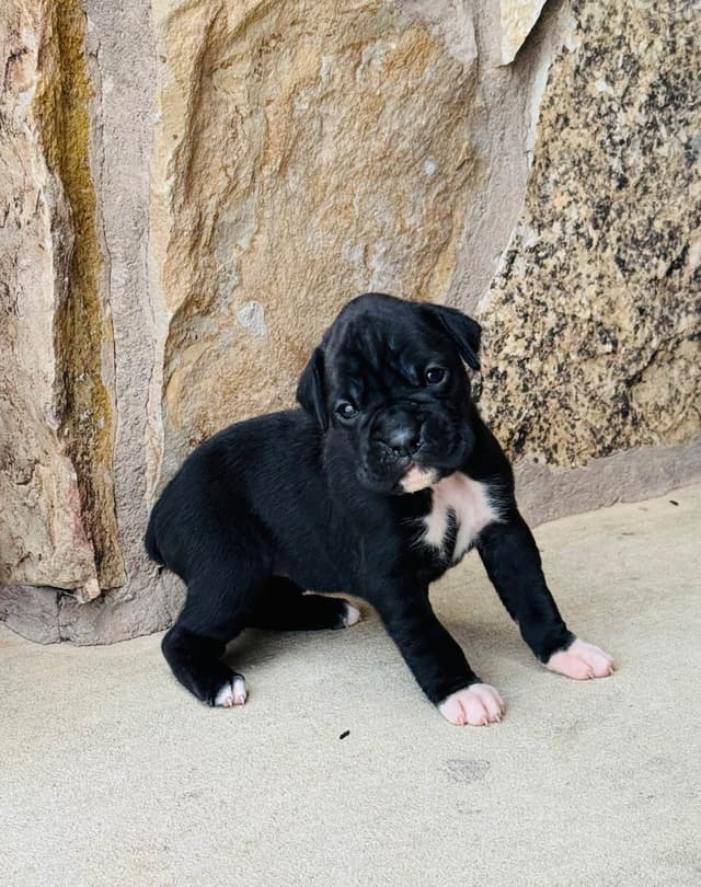 Boxer Puppies media 4