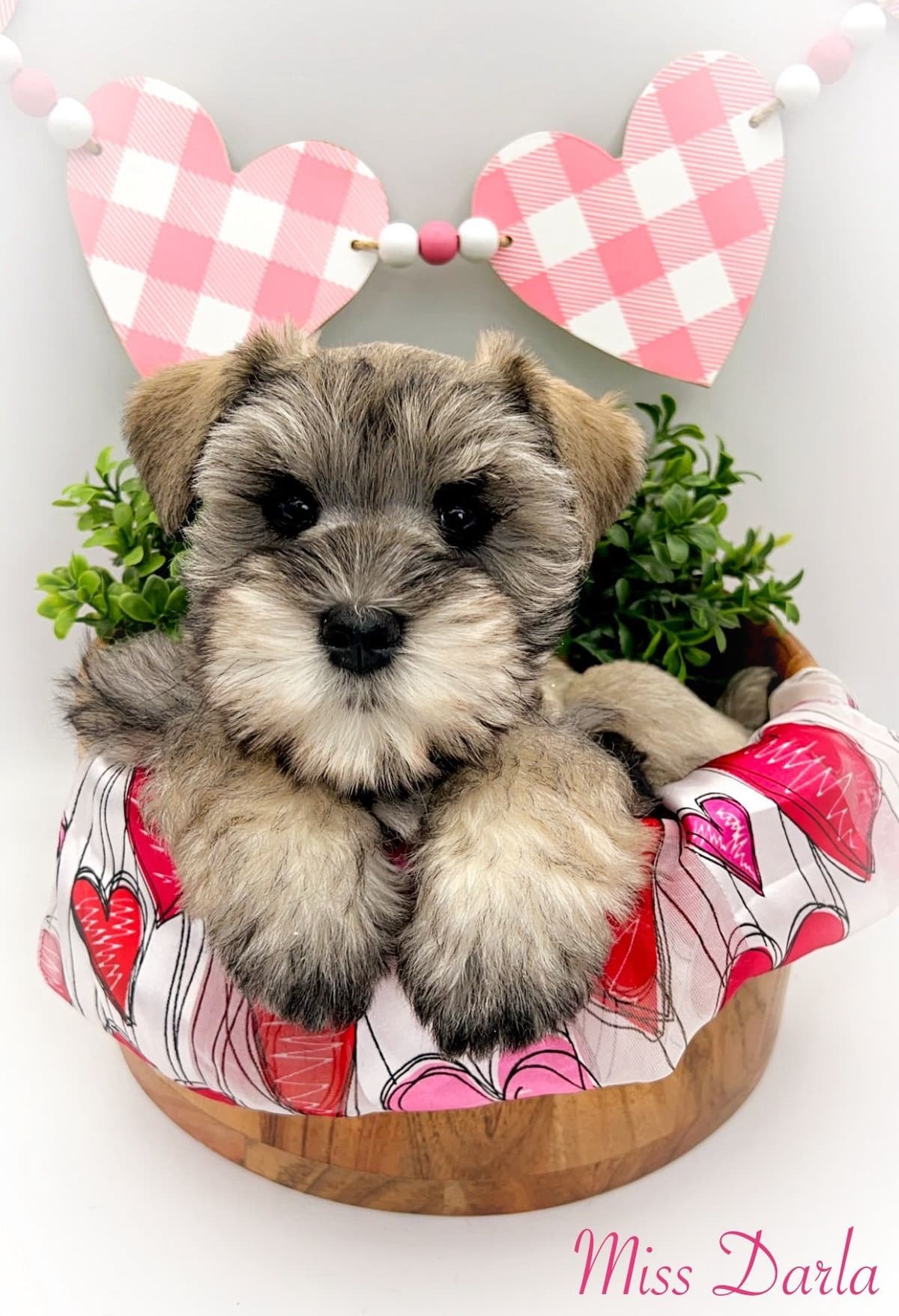 Miniature Schnauzer Puppies breeder image 1