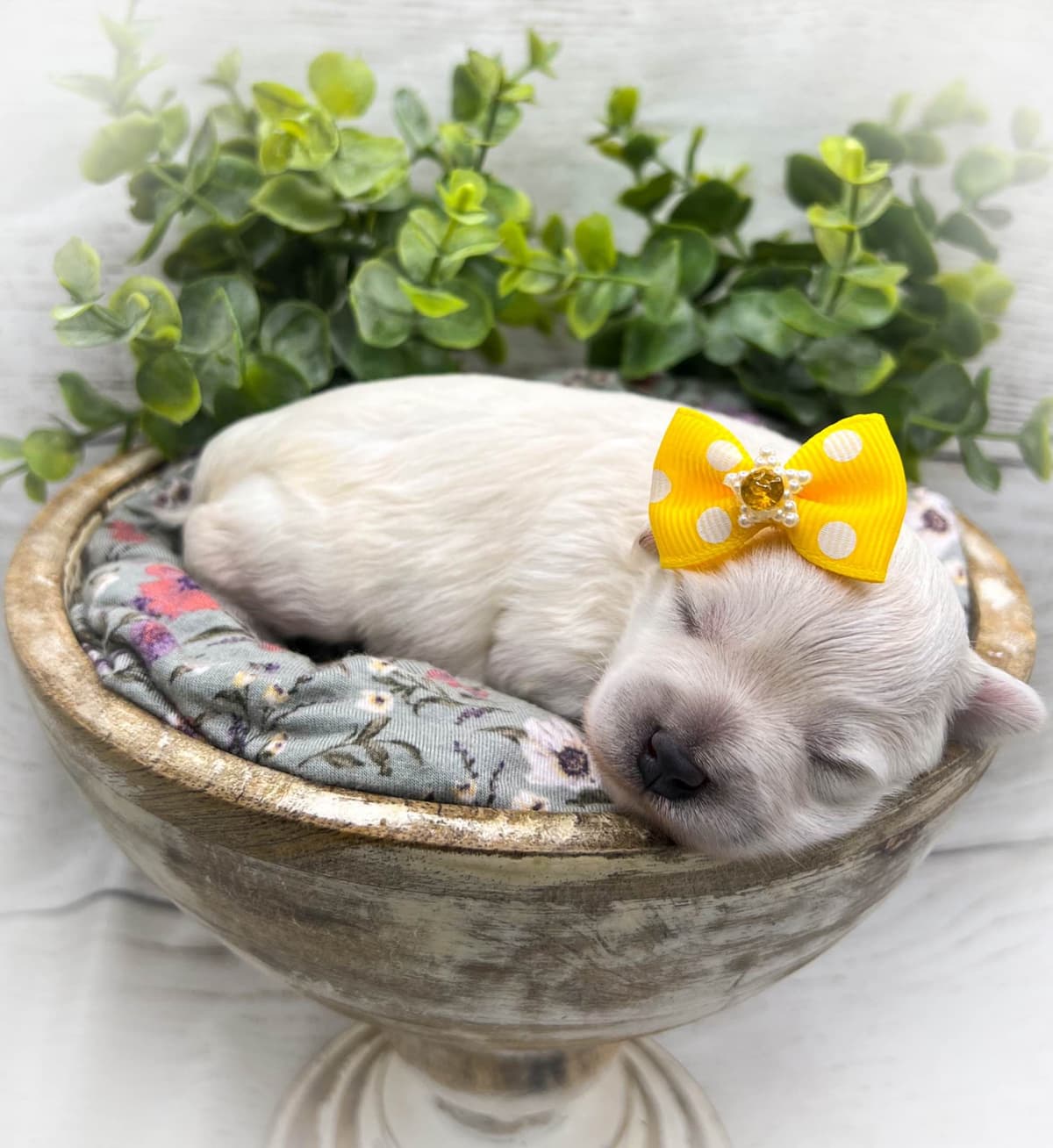 Miniature Schnauzer Puppies breeder image 2