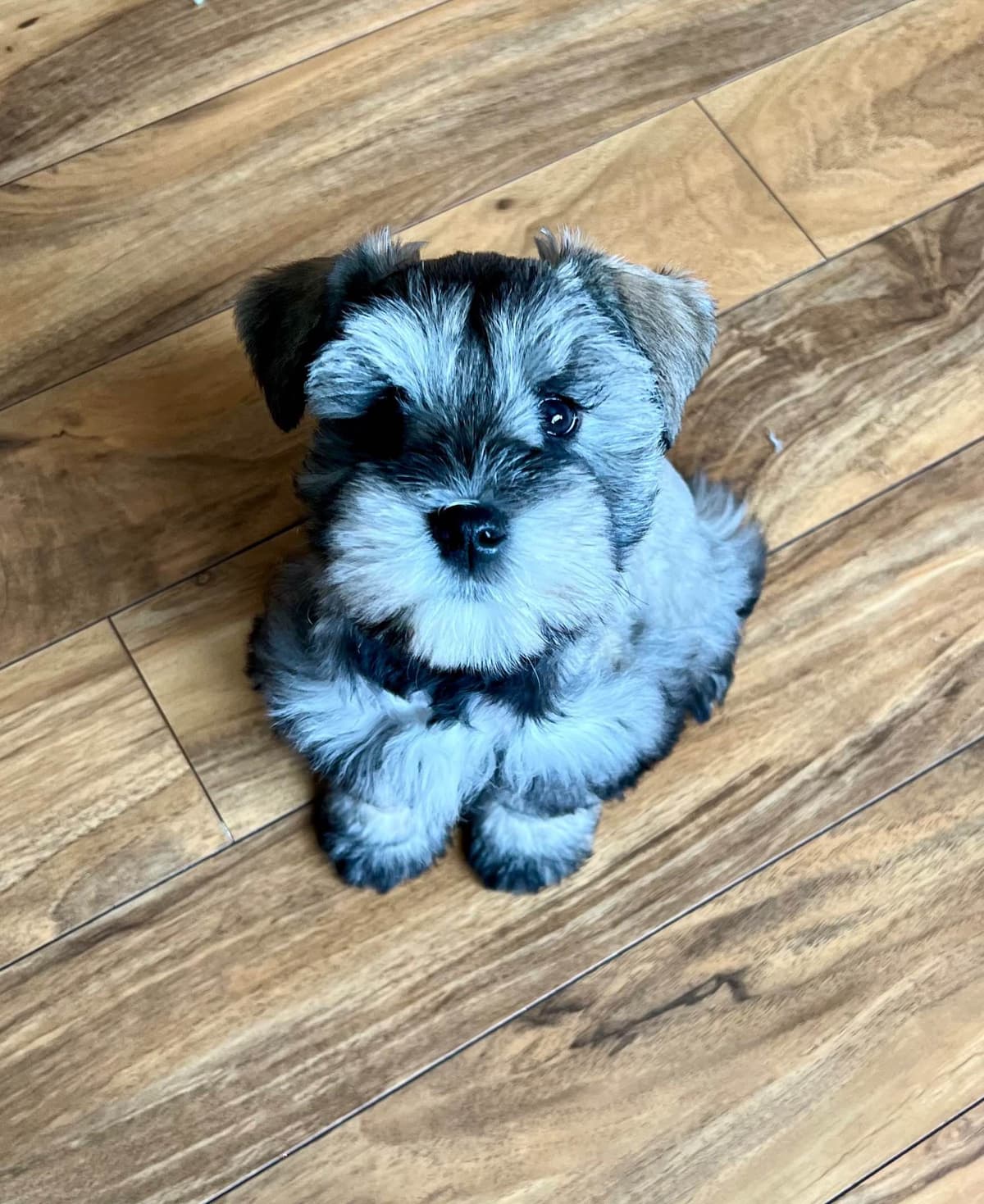 Miniature Schnauzer Puppies breeder image 3