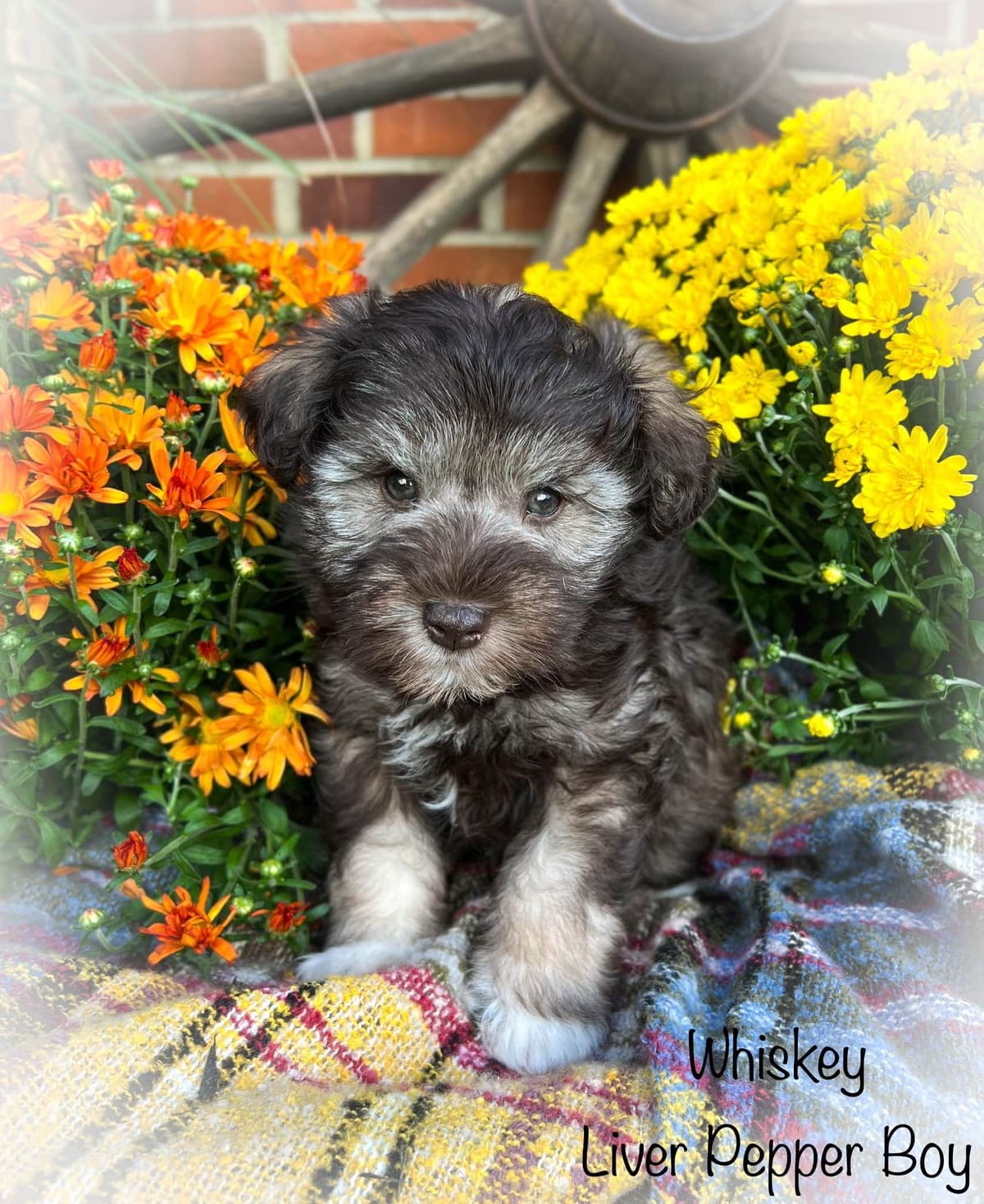 Miniature Schnauzer Puppies breeder image 5