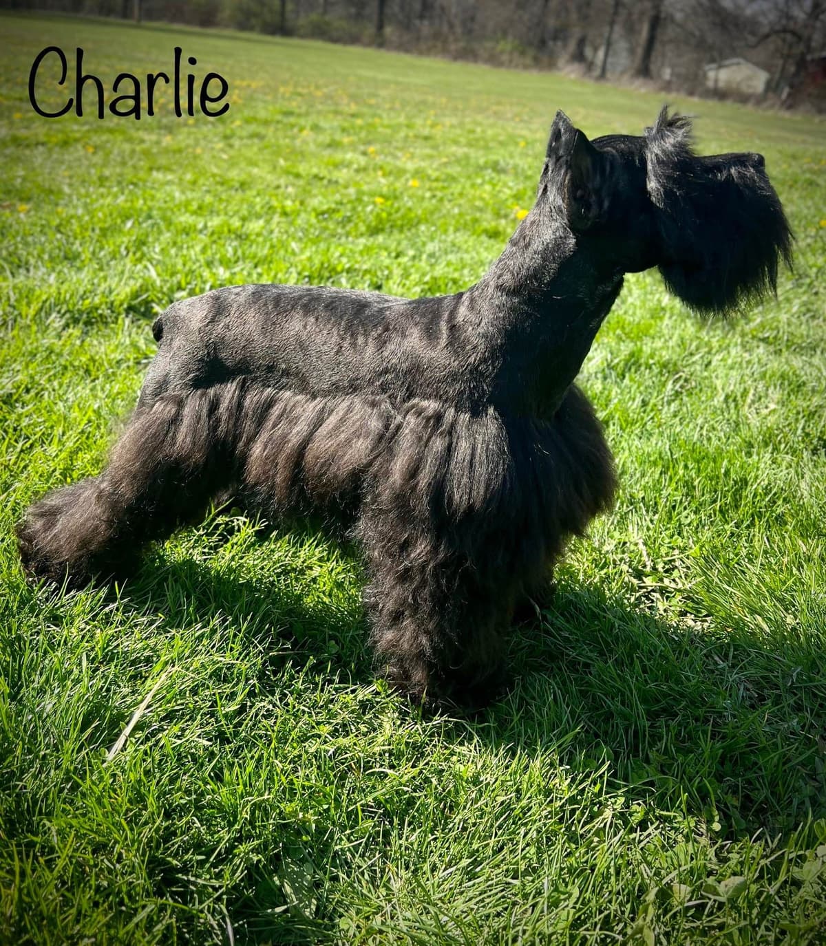 Miniature Schnauzer Puppies breeder image 6