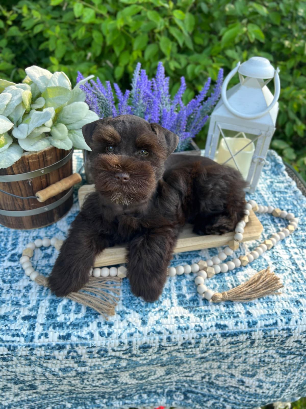 Miniature Schnauzer Puppies breeder image 8