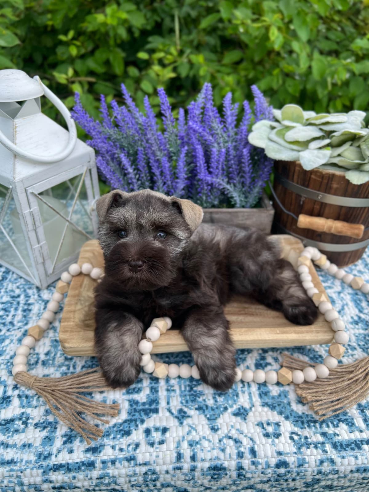 Miniature Schnauzer Puppies breeder image 7