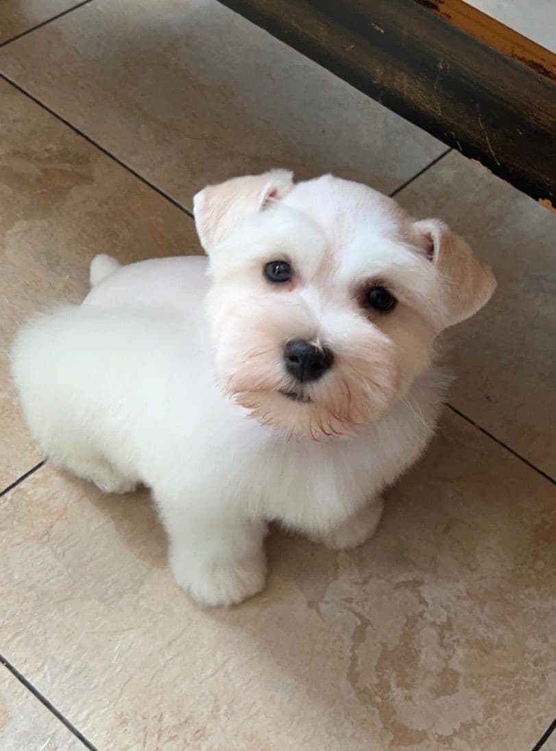 Miniature Schnauzer Puppies breeder image 9