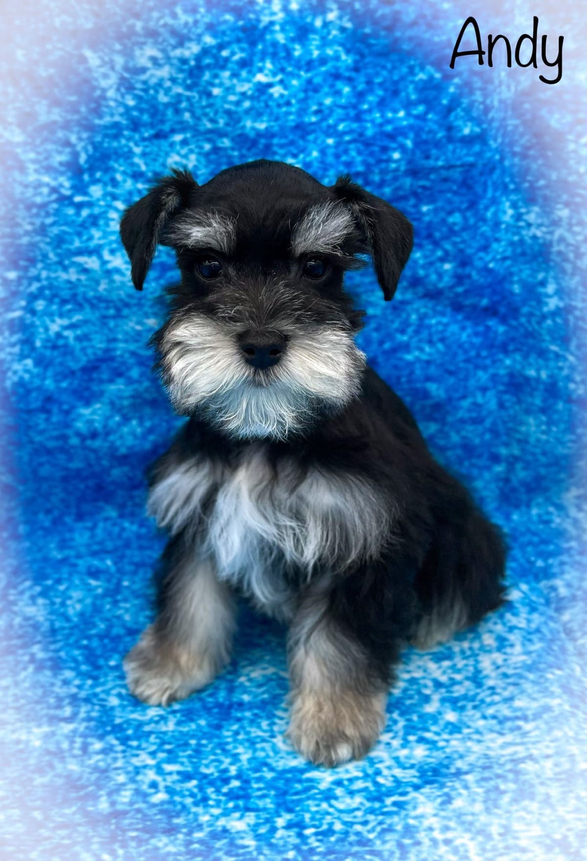Miniature Schnauzer Puppies breeder image 11