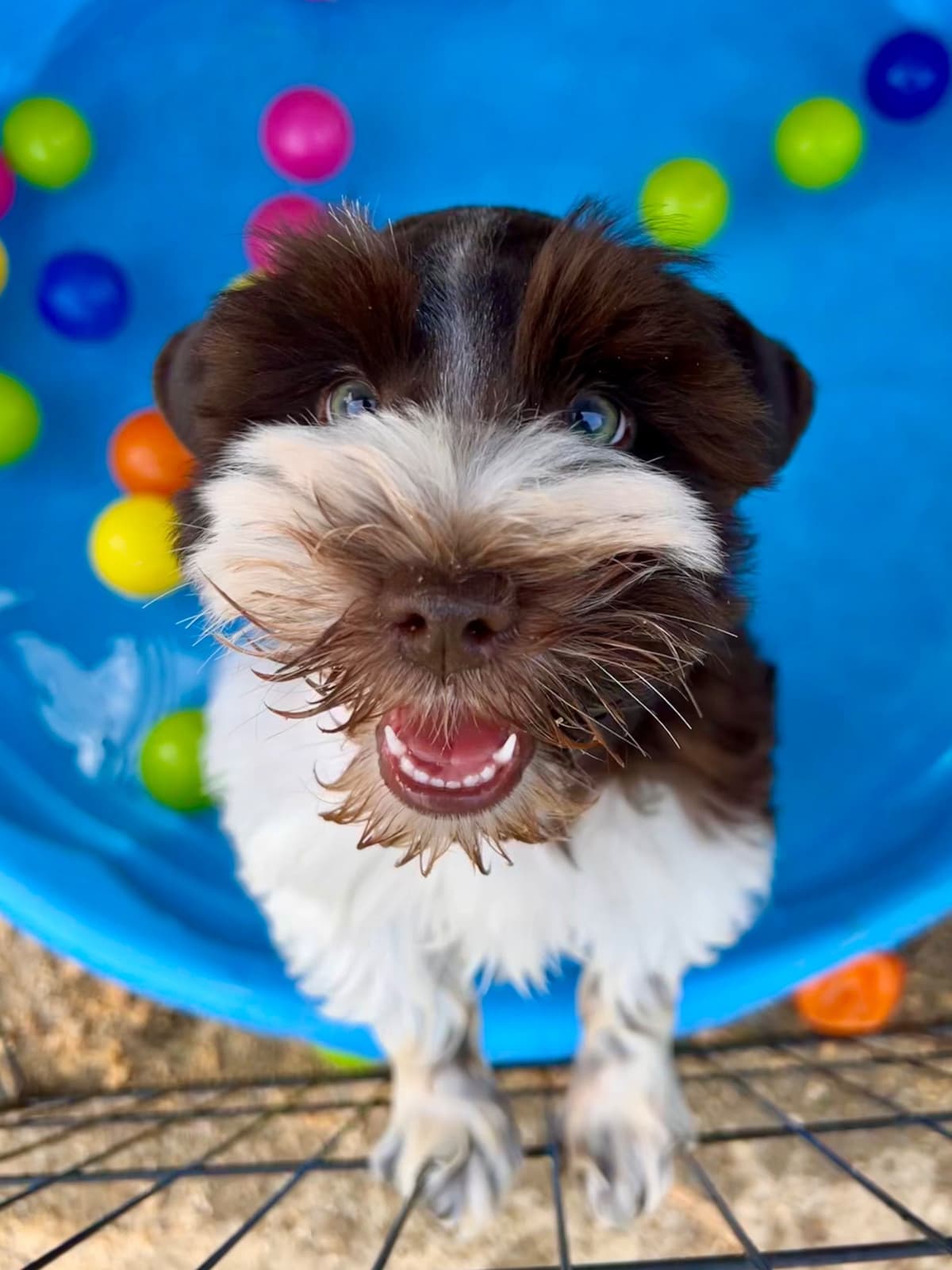 Miniature Schnauzer Puppies breeder image 13