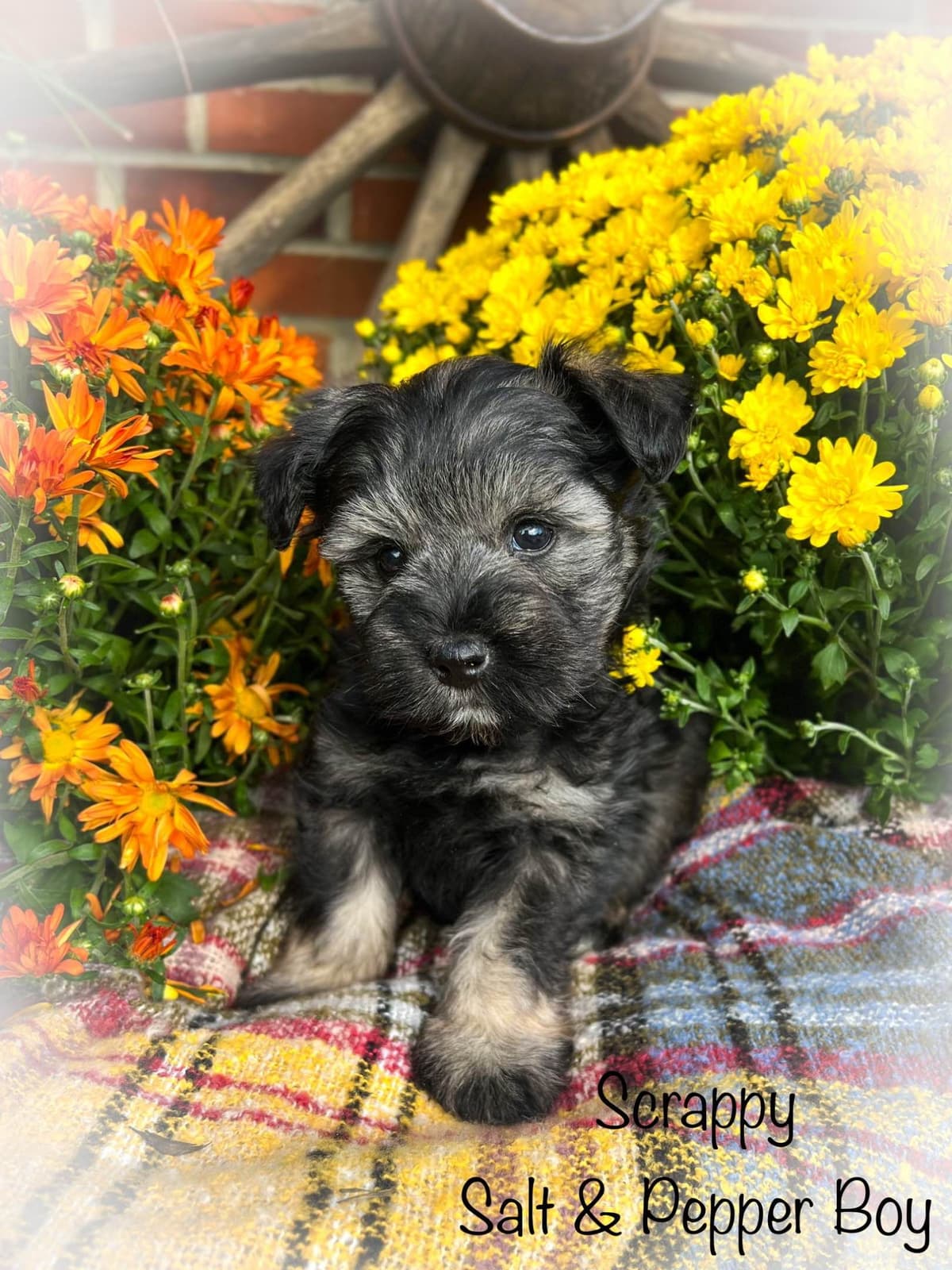 Miniature Schnauzer Puppies breeder image 16