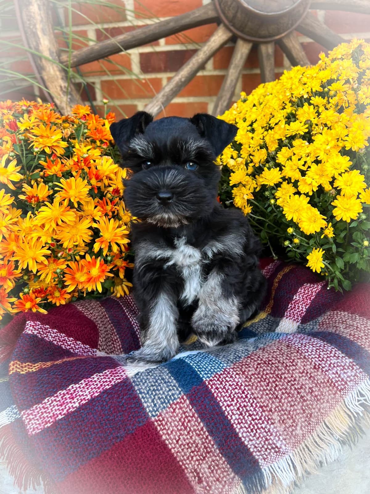 Miniature Schnauzer Puppies breeder image 18