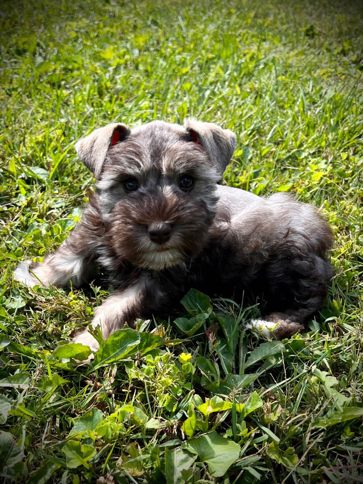 Miniature Schnauzer Puppies breeder image 17