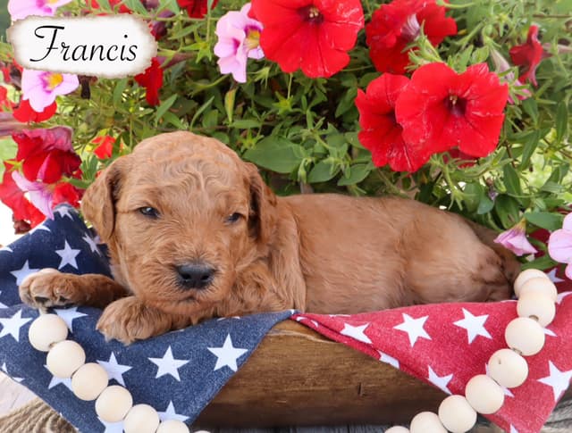 Poodle Puppies media 2
