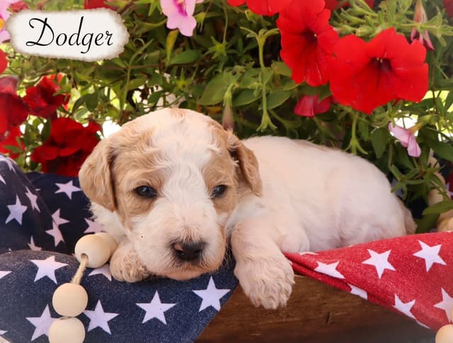 Poodle Puppies media 3