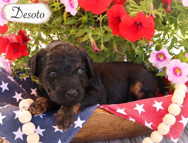 Poodle Puppies media 4