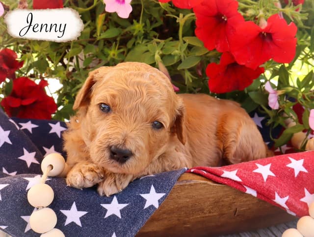 Poodle Puppies media 6