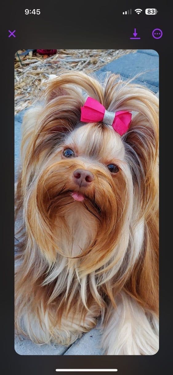 Yorkshire Terrier Puppies breeder image 1