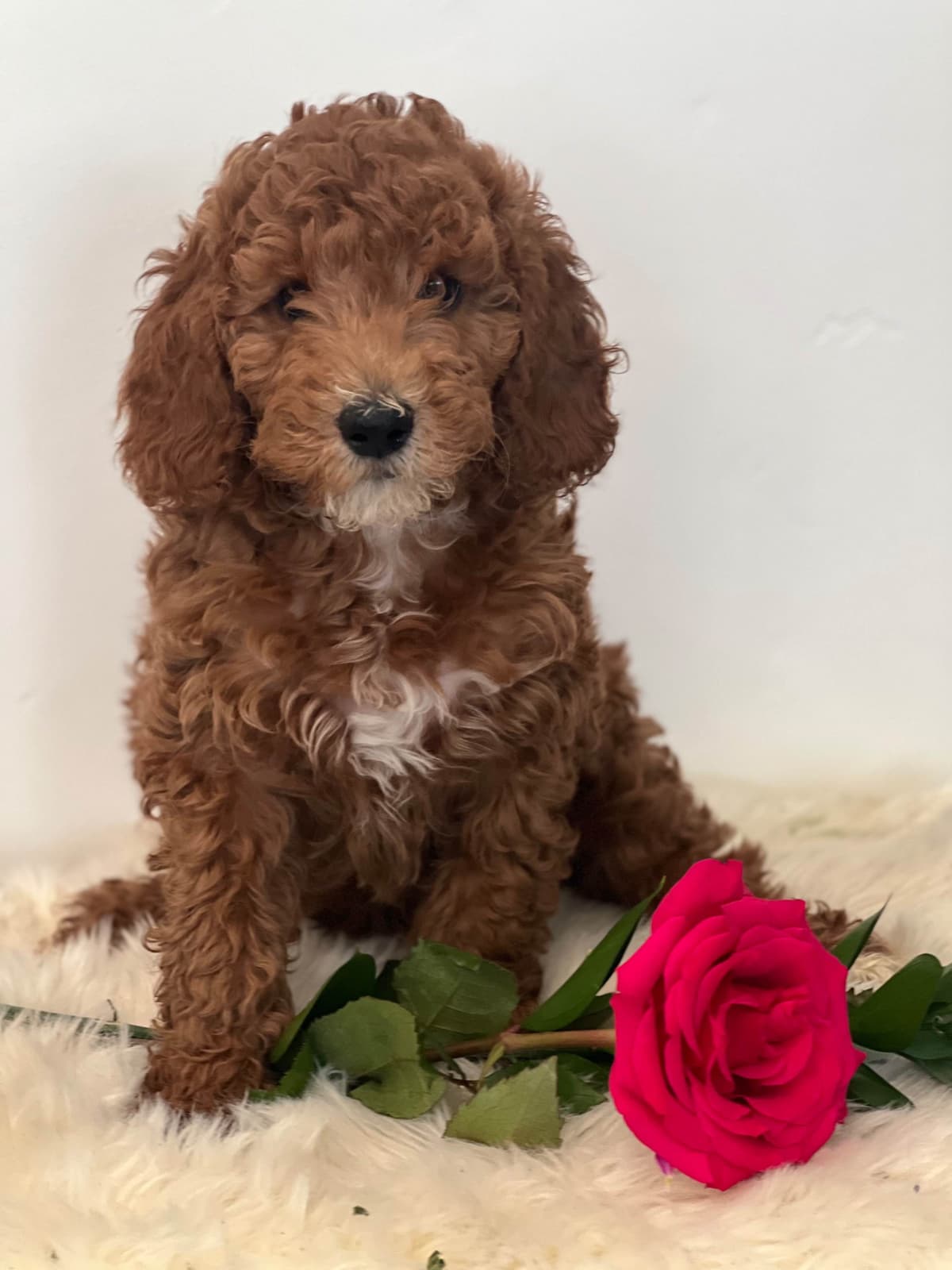 Yorkshire Terrier Puppies breeder image 3