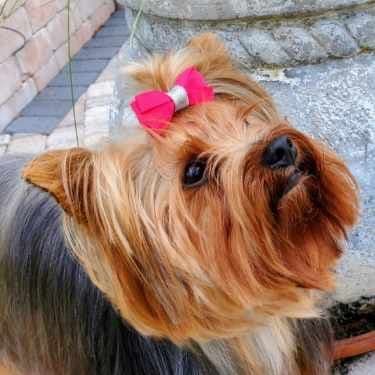 Yorkshire Terrier Puppies breeder image 6