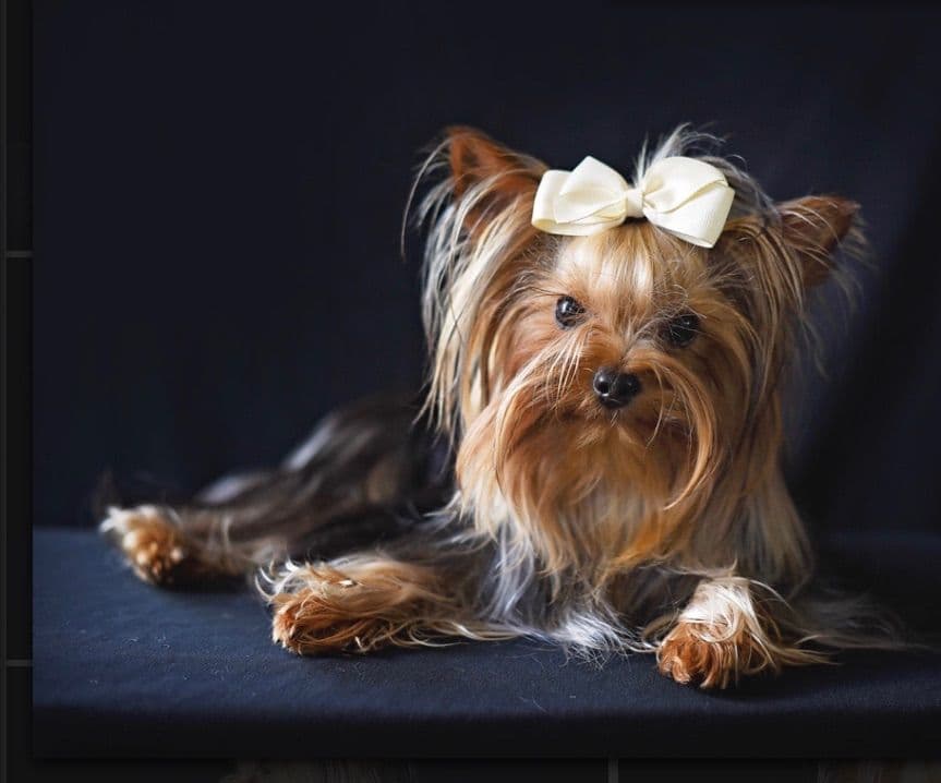 Yorkshire Terrier Puppies breeder image 8