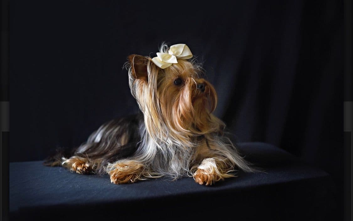 Yorkshire Terrier Puppies breeder image 10
