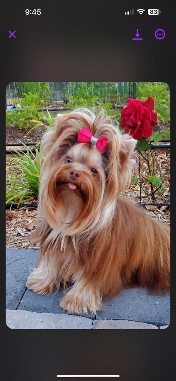 Yorkshire Terrier Puppies breeder image 9