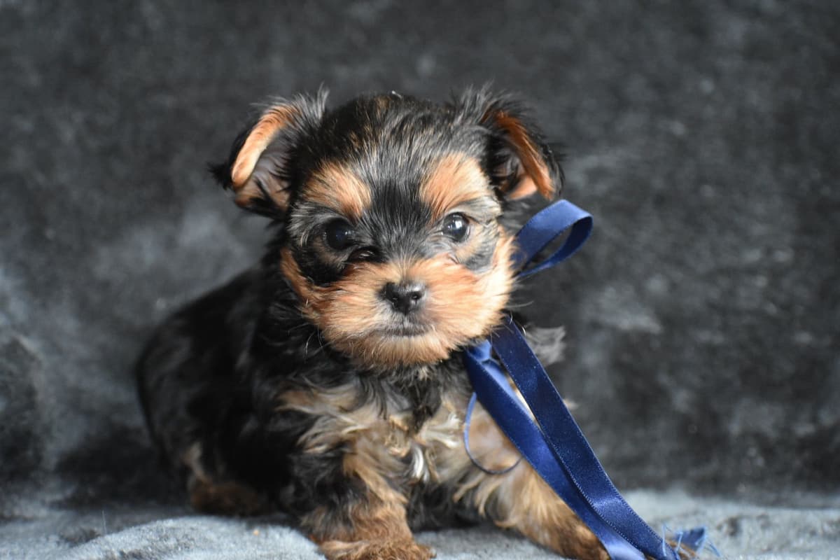 Yorkshire Terrier Puppies breeder image 11