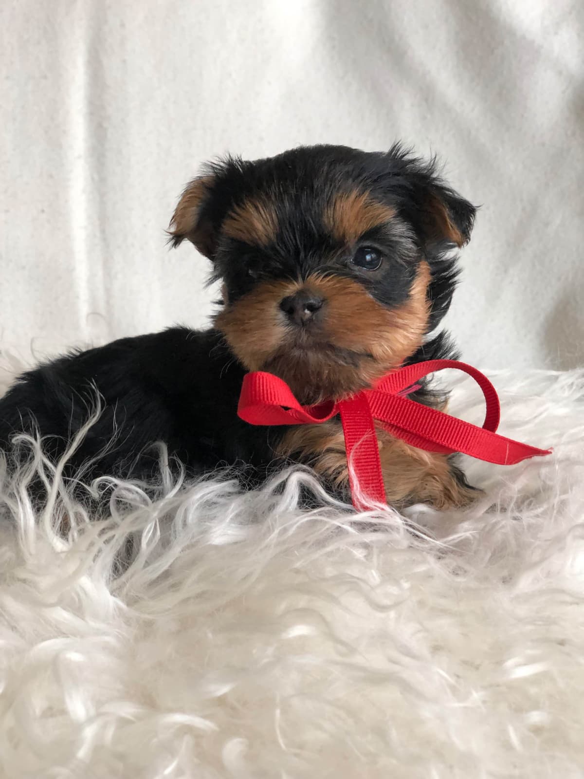 Yorkshire Terrier Puppies breeder image 12