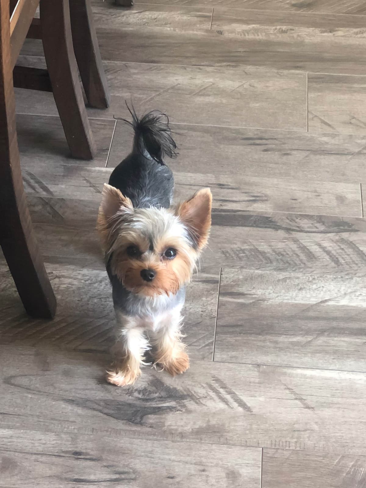 Yorkshire Terrier Puppies breeder image 14