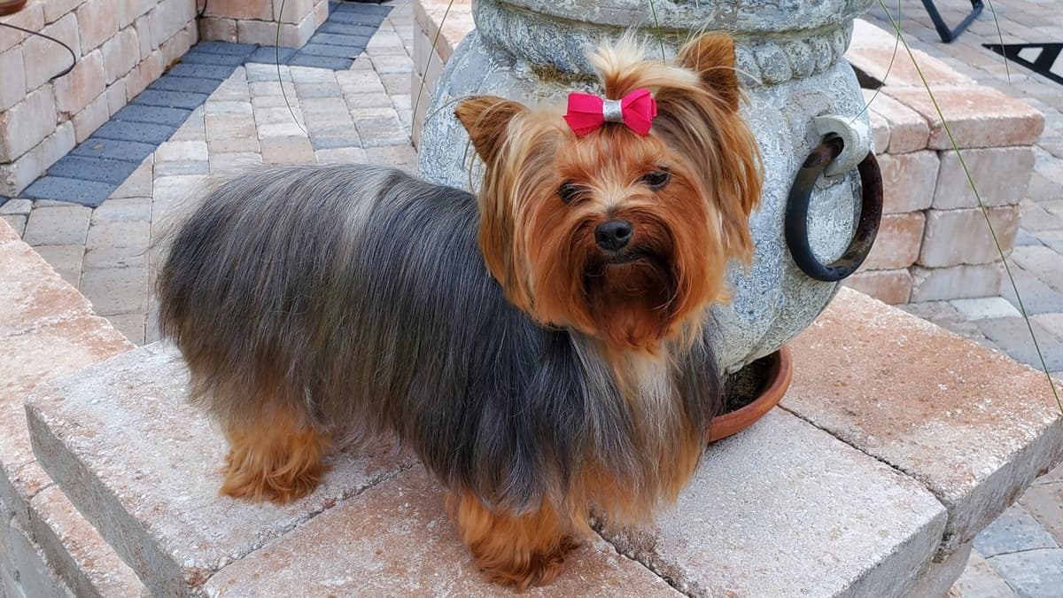 Yorkshire Terrier Puppies breeder image 13