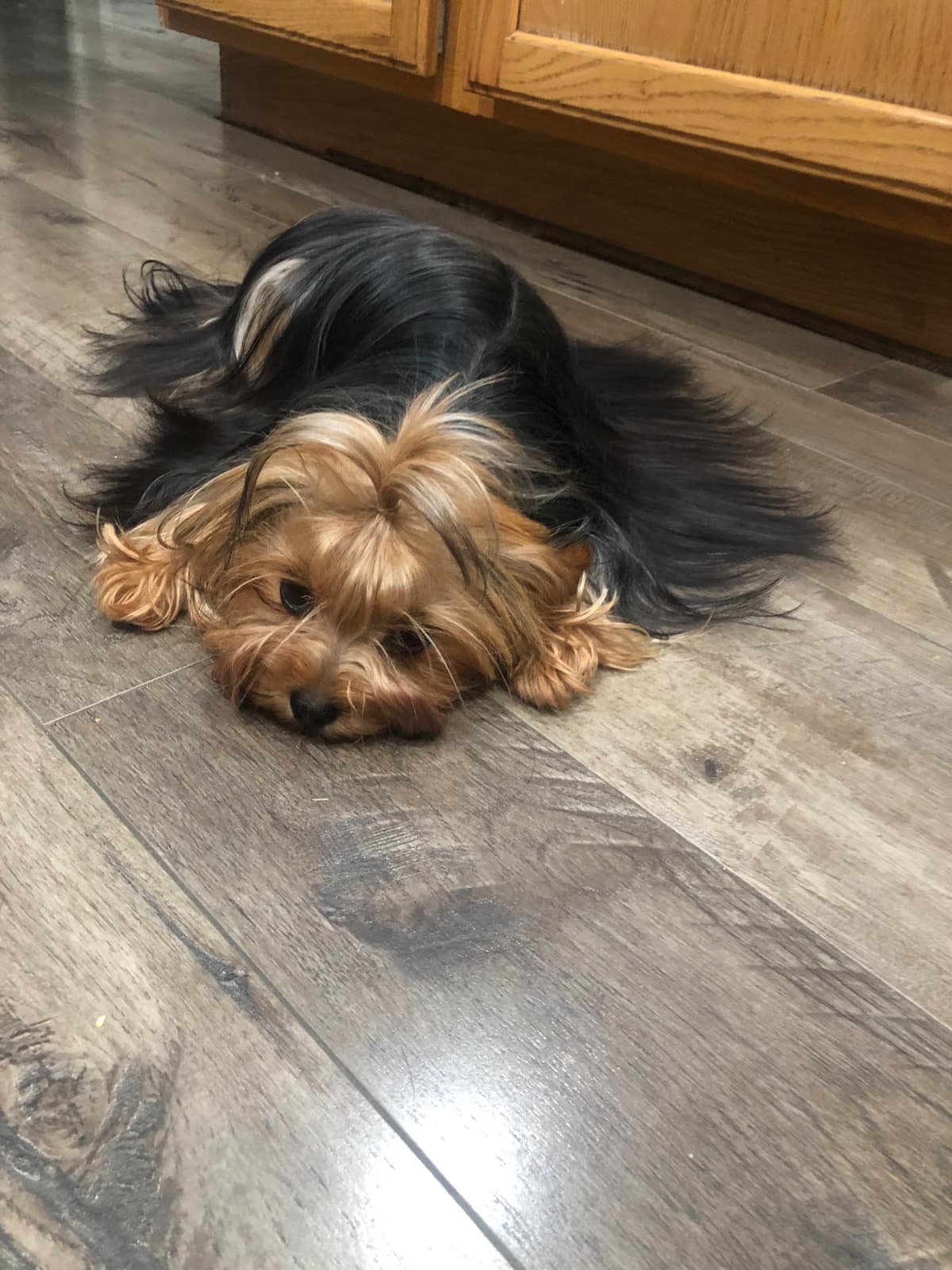 Yorkshire Terrier Puppies breeder image 15