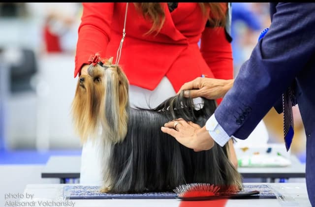 Yorkshire Terrier Puppies media 2