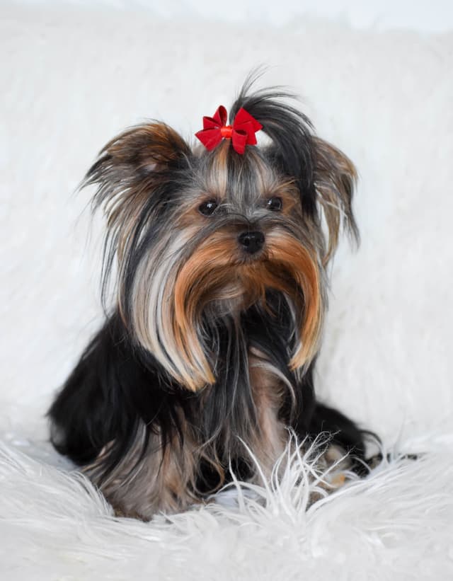 Yorkshire Terrier Puppies media 6