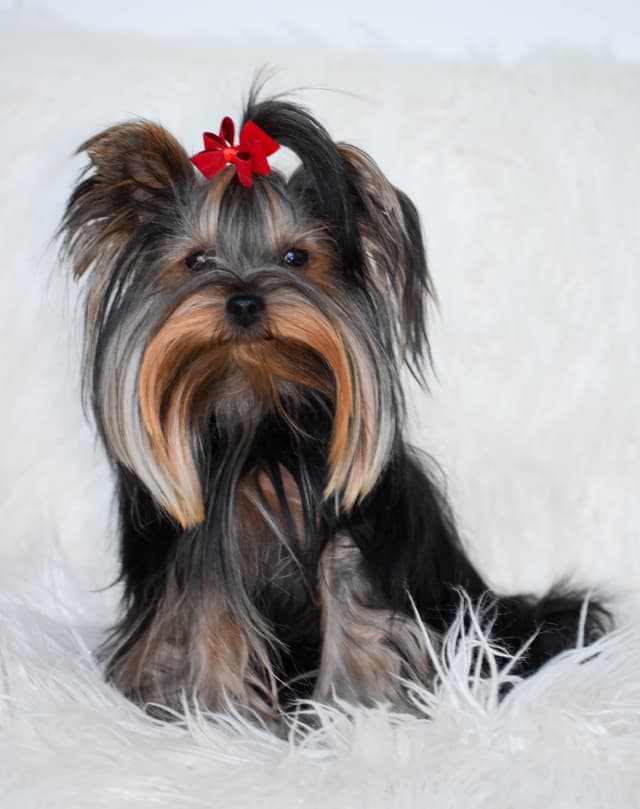 Yorkshire Terrier Puppies media 7