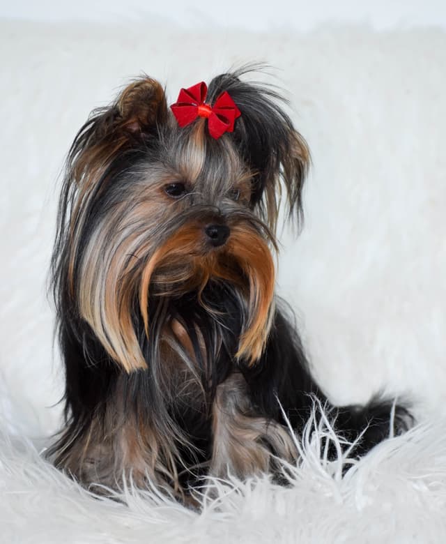 Yorkshire Terrier Puppies media 8