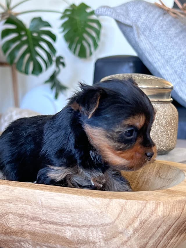 Yorkshire Terrier Puppies media 9