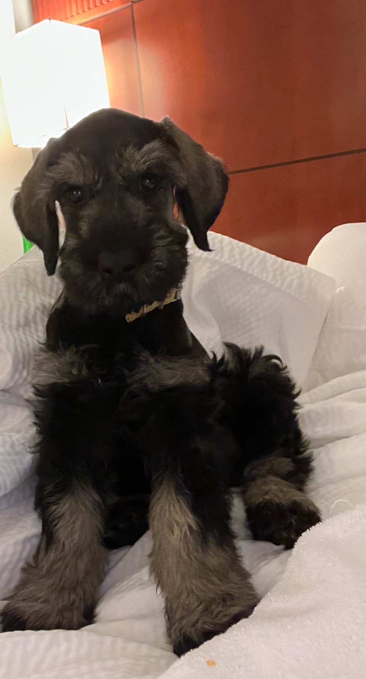 Giant Schnauzer Puppies breeder image 1