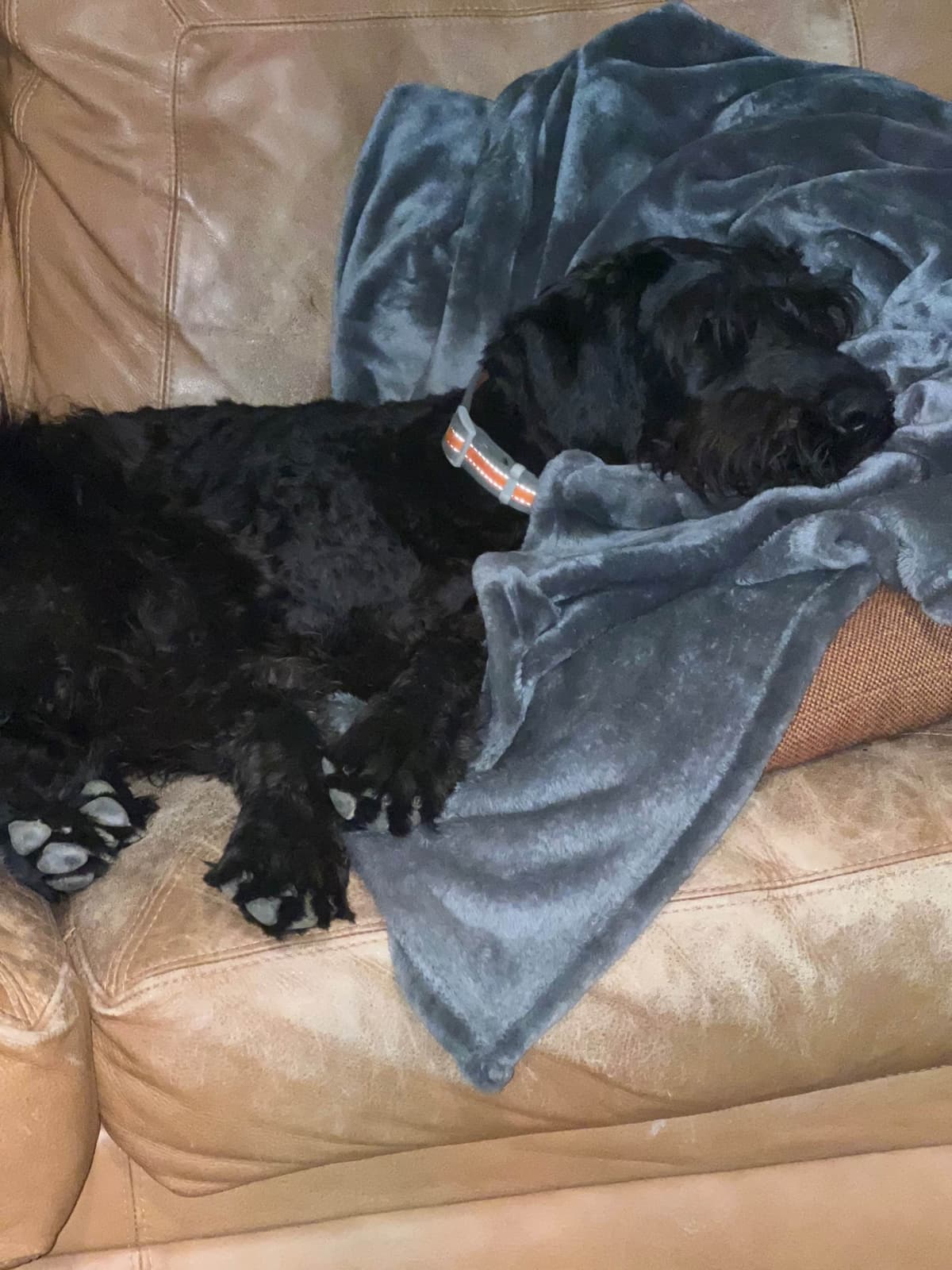 Giant Schnauzer Puppies breeder image 2
