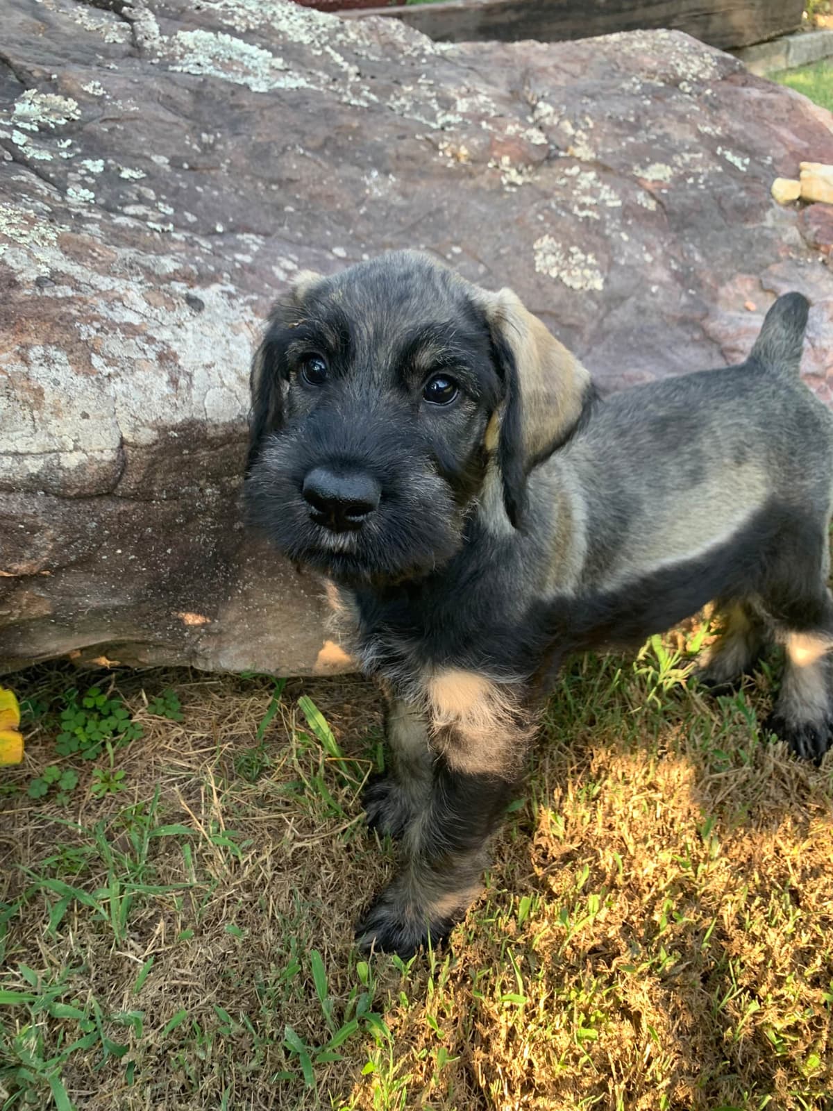 Giant Schnauzer Puppies breeder image 5