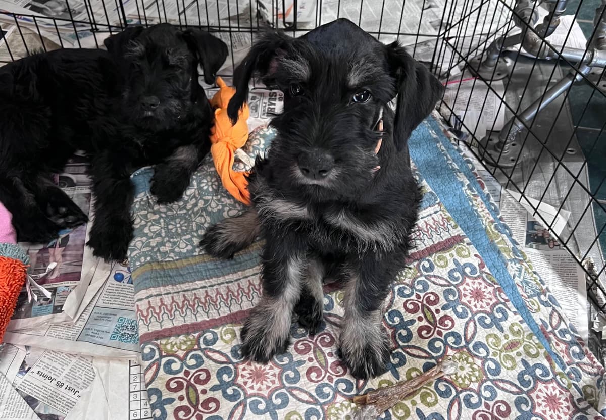 Giant Schnauzer Puppies breeder image 7