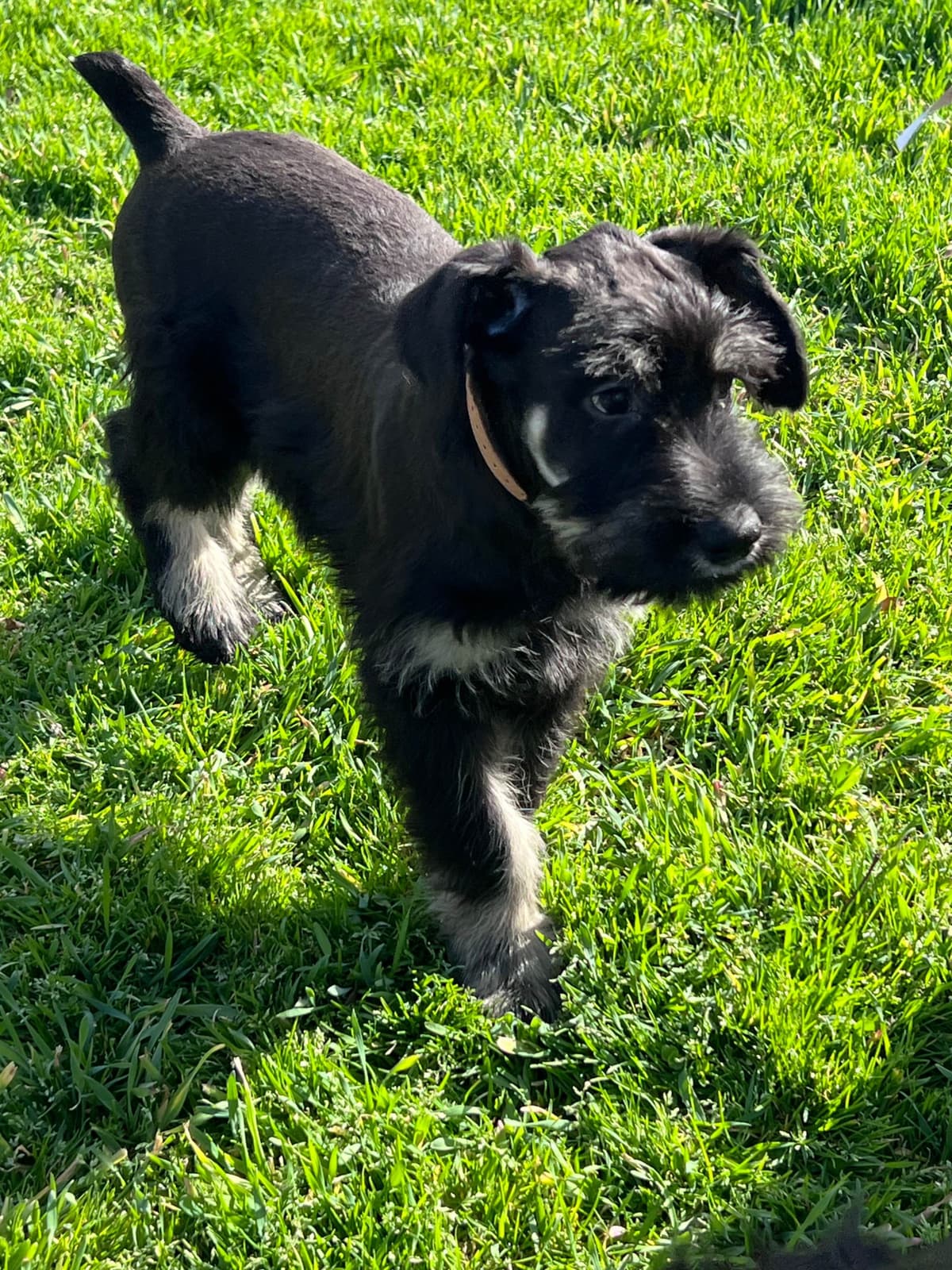 Giant Schnauzer Puppies breeder image 8