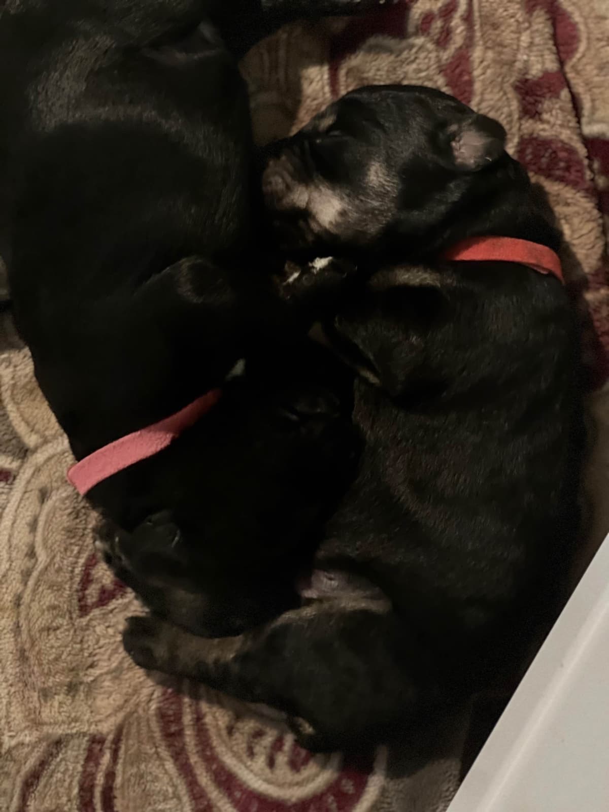 Giant Schnauzer Puppies breeder image 9