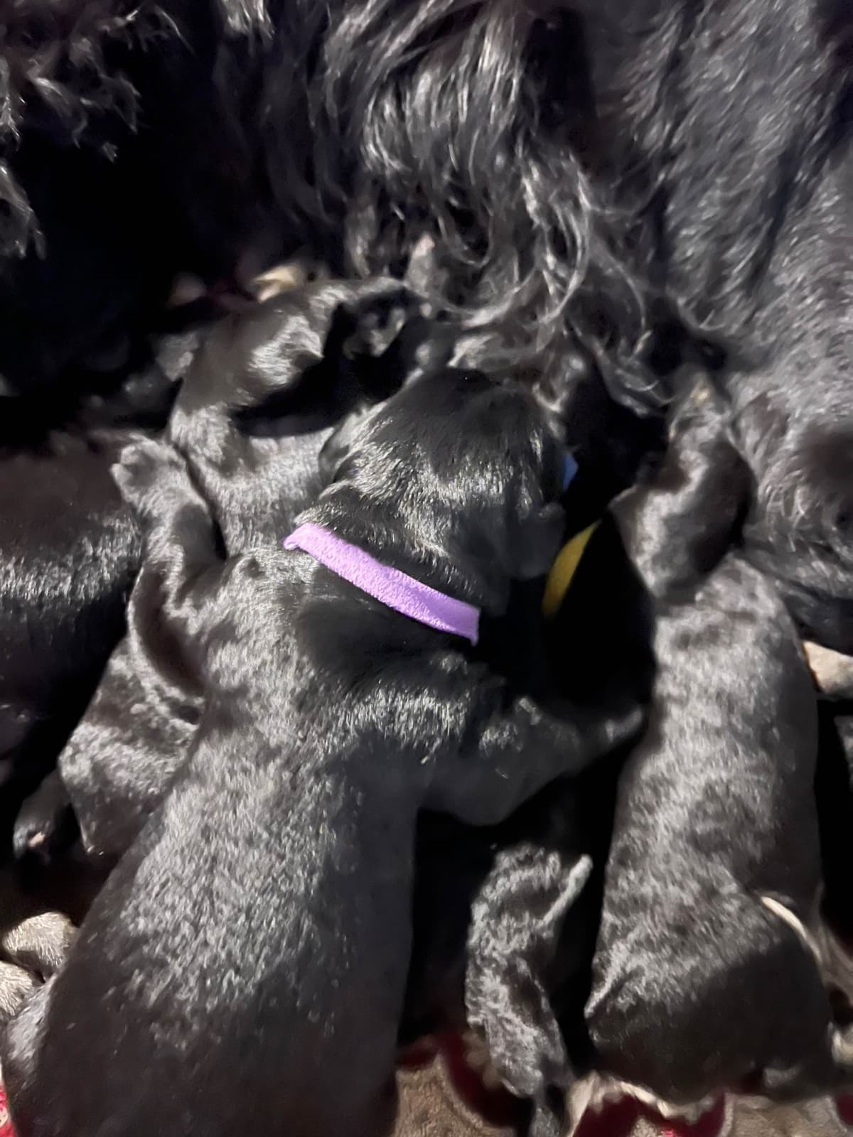 Giant Schnauzer Puppies breeder image 10