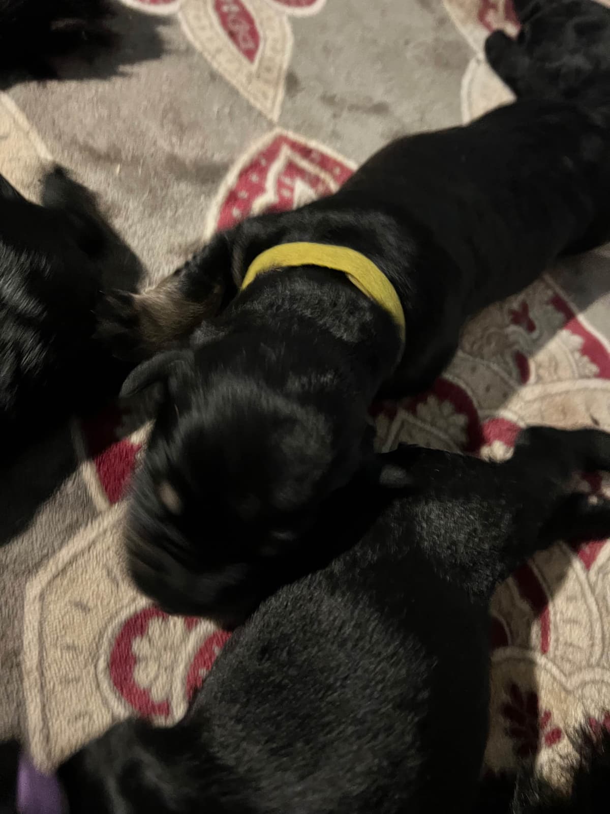 Giant Schnauzer Puppies breeder image 11